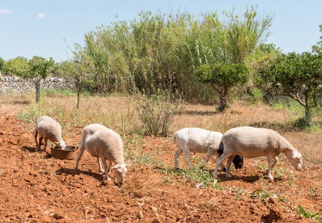 Casa en Felanitx - Finca Can Pereta Casa en Felanitx - Finca Can Pereta
