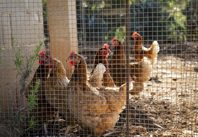 Villa en Felanitx - YourHouse Can Tries Villa en Felanitx - YourHouse Can Tries