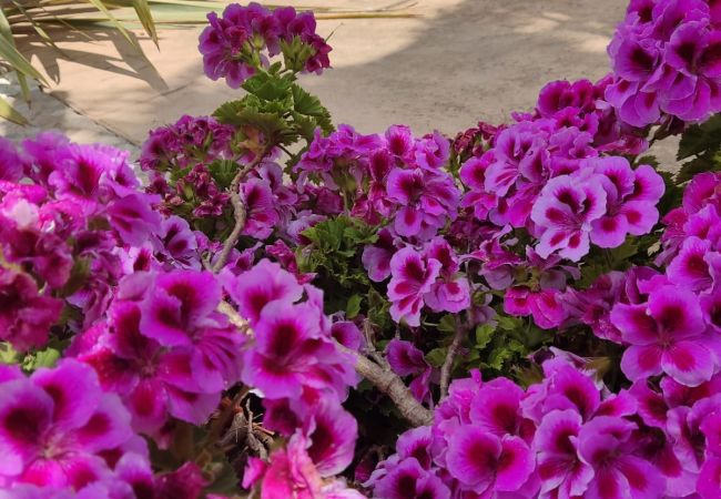 Villa en Arta - YourHouse Son Morey  Villa en Arta - YourHouse Son Morey