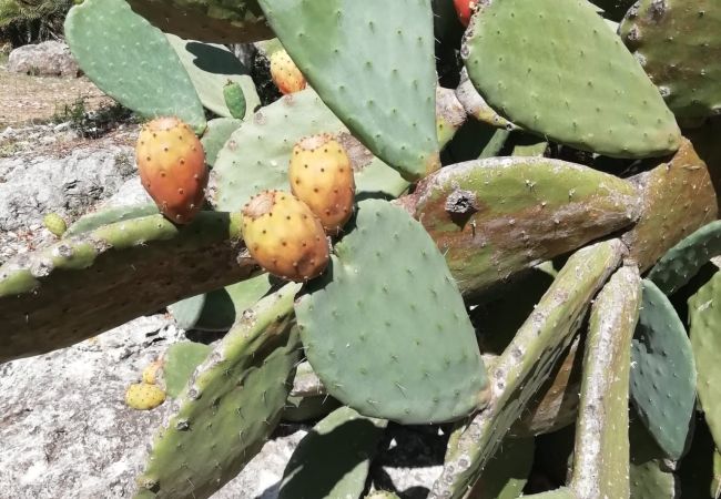 Villa en Arta - YourHouse Son Morey  Villa en Arta - YourHouse Son Morey