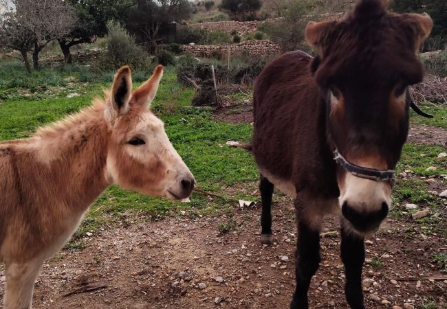 Villa en Arta - YourHouse Son Morey  Villa en Arta - YourHouse Son Morey