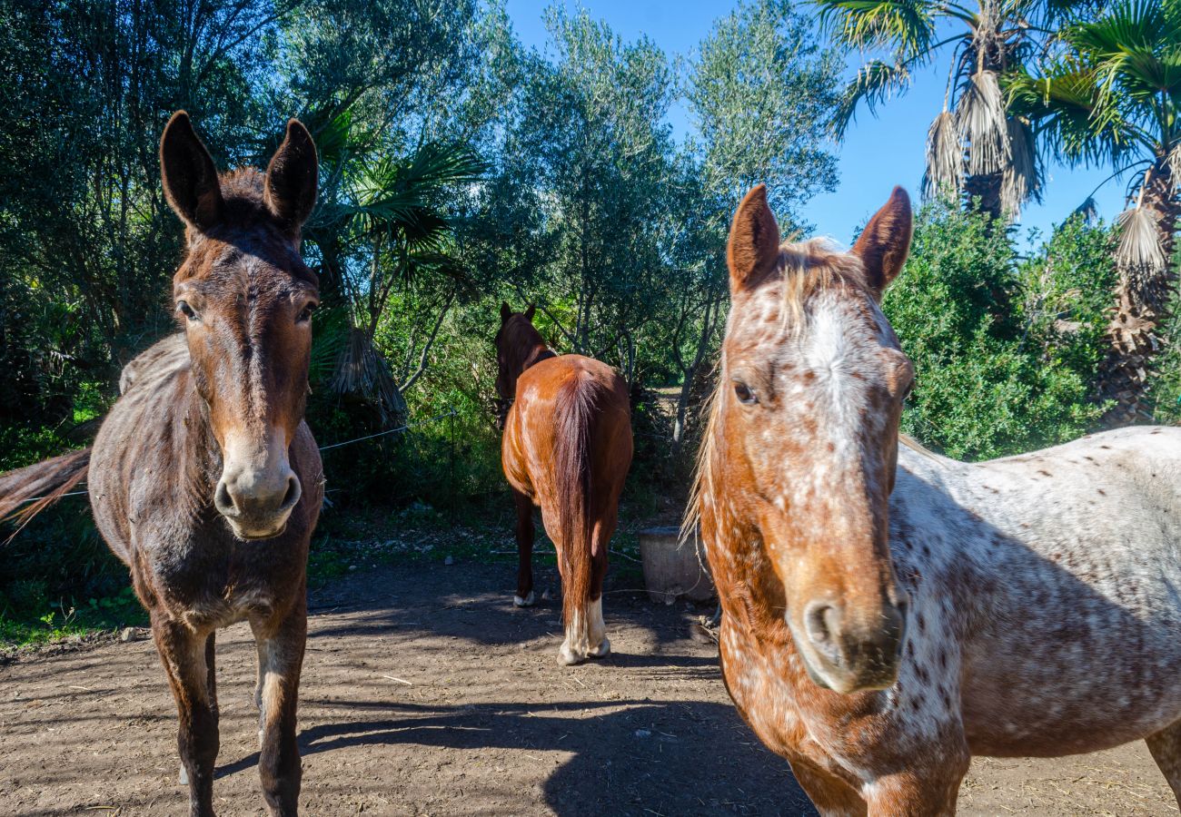 Apartamento en Muro - YourHouse Can Prom