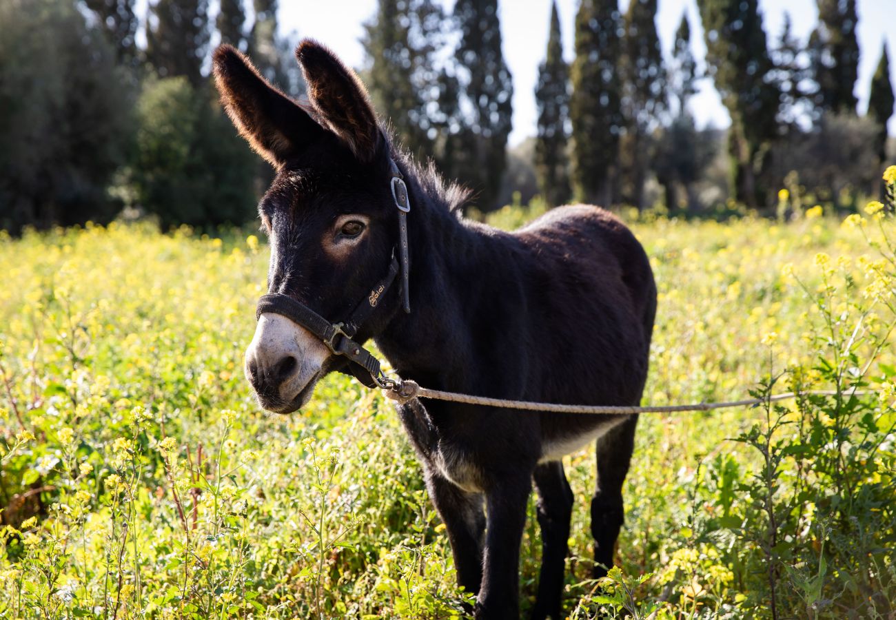 Ferienwohnung in Maria de la salut - Apartment in rural house, YourHouse Deulosal