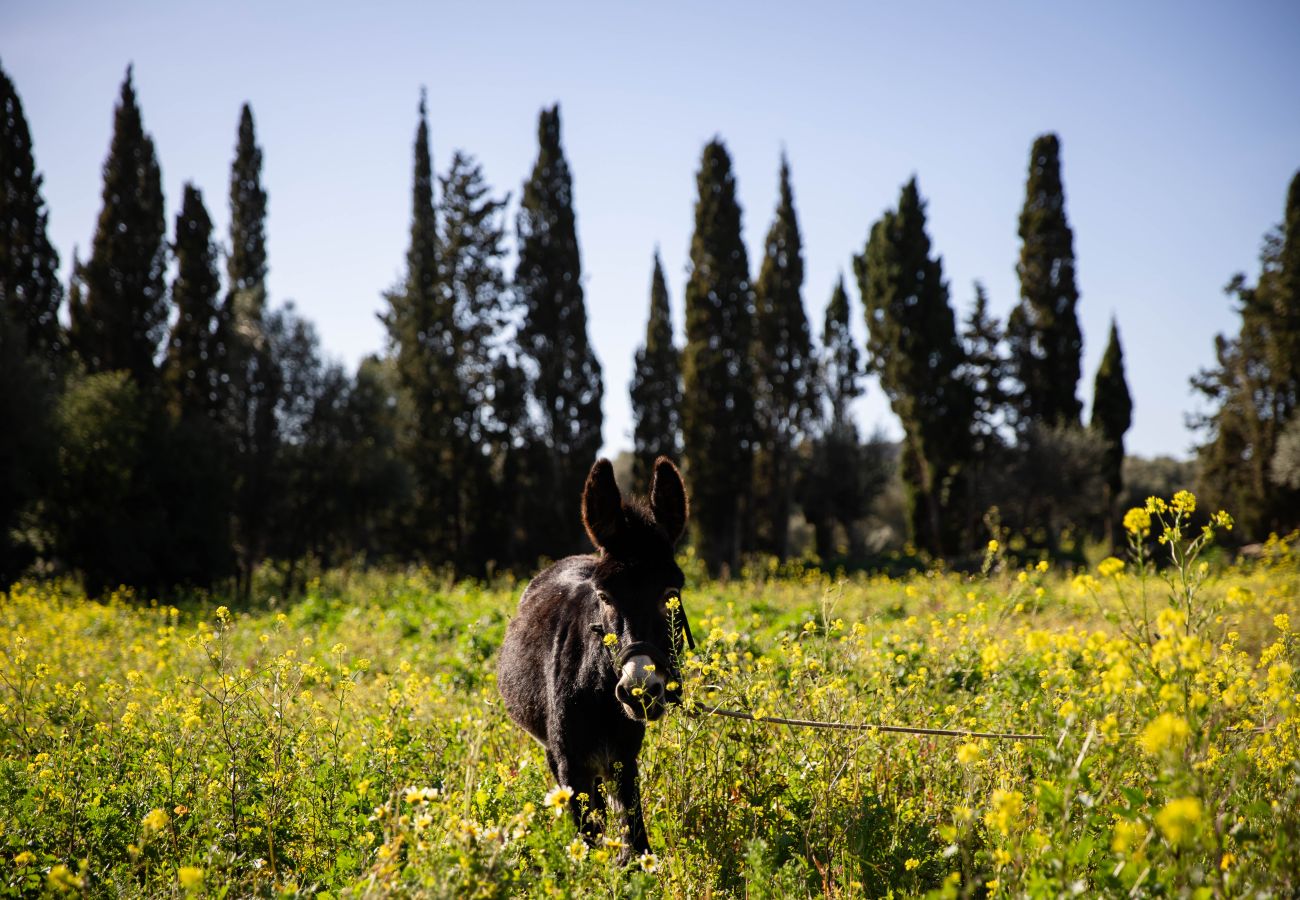 Ferienwohnung in Maria de la salut - Apartment in rural house, YourHouse Deulosal