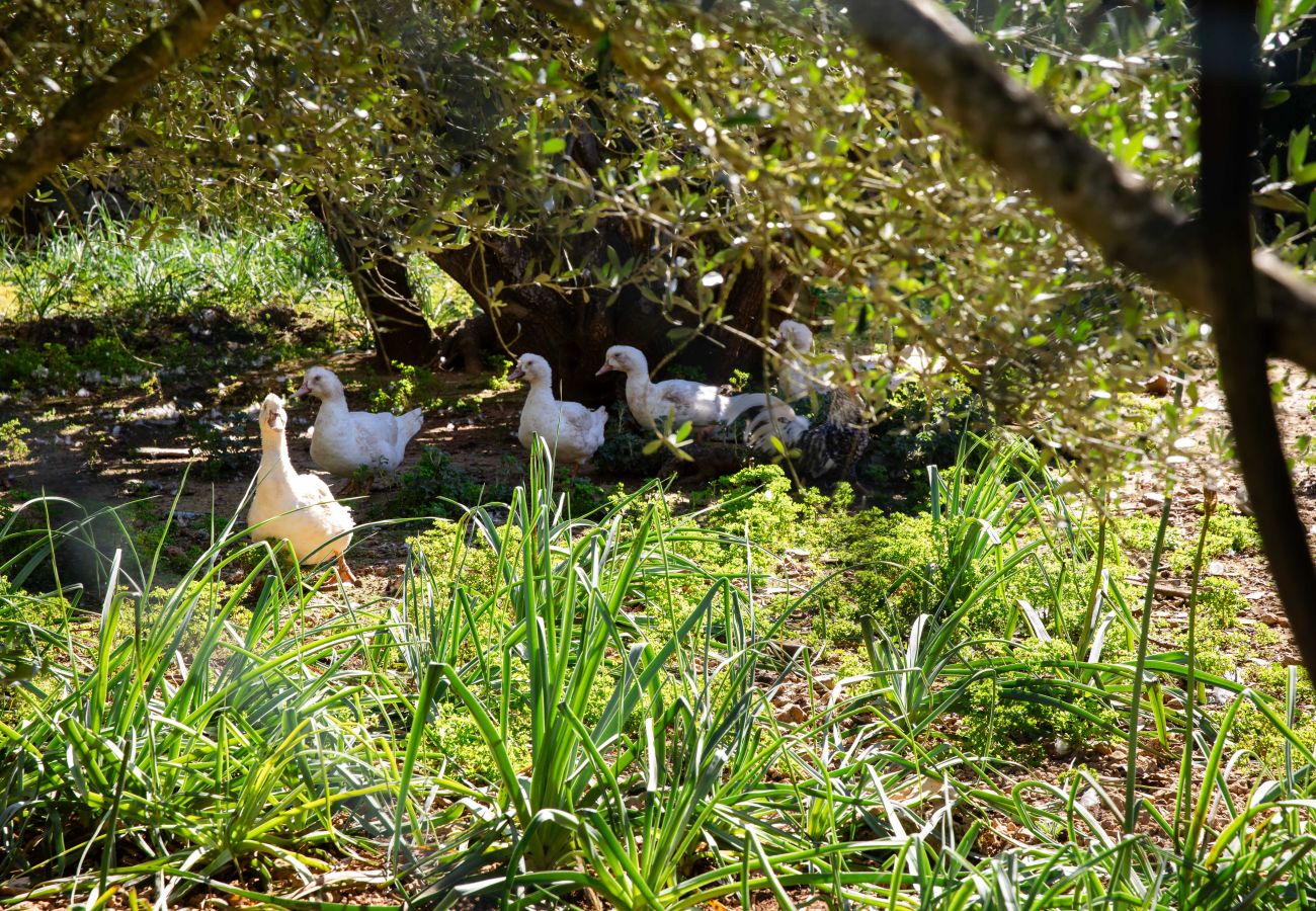 Villa in Ariany - YourHouse Son Bachs