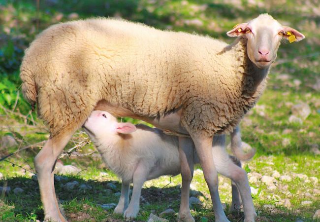 Country house in Buger - 115 Finca Sa Figuera Blanca ETV/2736 by Mallorca C Country house in Buger - 115 Finca Sa Figuera Blanca ETV/2736 by Mallorca C